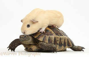 Young yellow Guinea pig riding on a tortoise