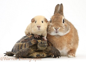 Rabbit, Guinea pig and tortoise