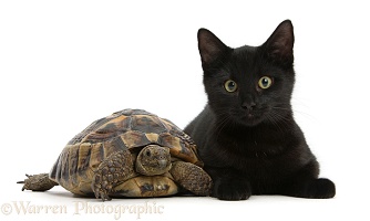 Black cat with a tortoise