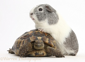 Guinea pig with feet up on a tortoise