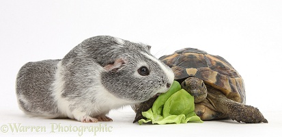 Guinea pig and tortoise sharing a lettuce leaf