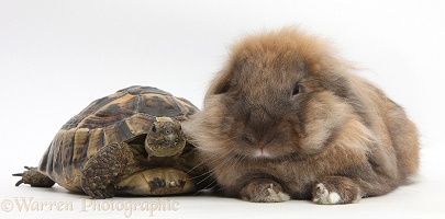 Lionhead Lop rabbit with a tortoise