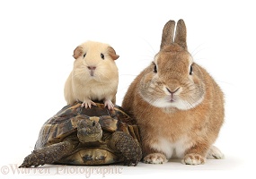 Rabbit, Guinea pig and tortoise