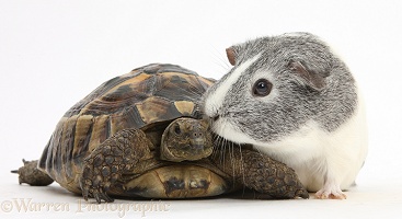 Guinea pig with a tortoise