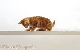 Ginger cat looking down from a high narrow shelf