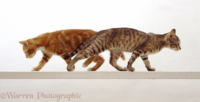 Two cats walking along a high narrow beam