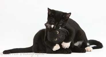 Black and black-and-white tuxedo kittens, hugging