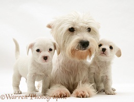Mother Westie with Westie x Cavalier pups