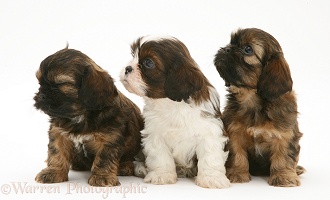 Three Cavazu pups