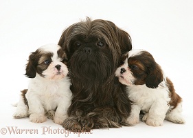 Mother Shih-tzu with Cavazu pups