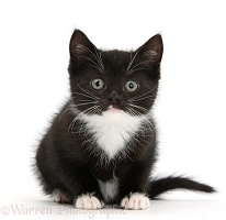 Black-and-white kitten sitting