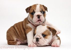 Two cute bulldog pups