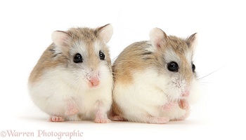 Two Roborovski Hamsters