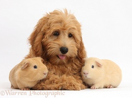 Cute Goldendoodle puppy and Guinea pigs