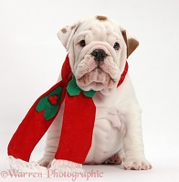 Mostly white Bulldog puppy wearing Santa hat and scarf