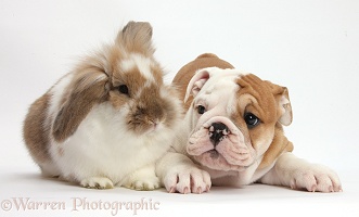 Bulldog puppy and Lionhead-Lop rabbit