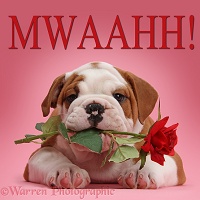 Bulldog puppy holding red rose, on pink background