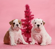 Bulldog puppies with pink Christmas tree