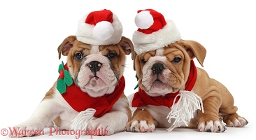 Bulldog puppies wearing Santa hat and scarf