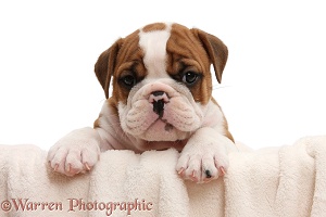 Cute bulldog pup, 5 weeks old, with paws over