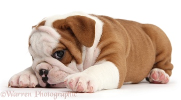 Cute bulldog pup looking coy