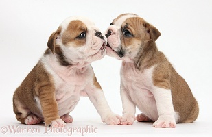 Two cute bulldog pups kissing