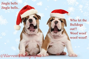 Two cute bulldog pups wearing a Santa hats