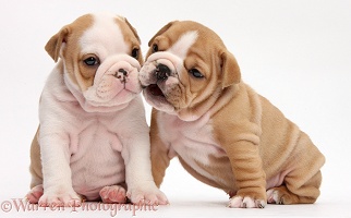 Two cute Bulldog pups, 5 weeks old