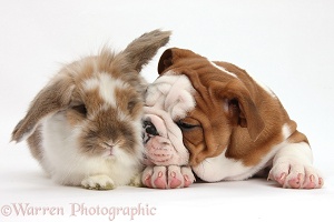 Bulldog puppy and Lionhead-Lop rabbit