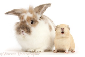 Rabbit and baby Guinea pig squeaking
