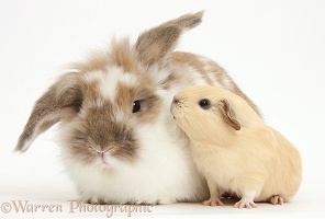 Rabbit and baby Guinea pig