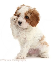 Cute tearful Cavapoo puppy