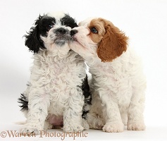 Cute Cavapoo puppies kissing