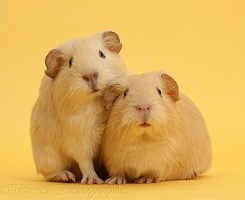Baby yellow Guinea pigs on yellow background