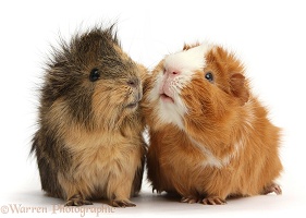 Two elderly Guinea pigs cheek-to-cheek