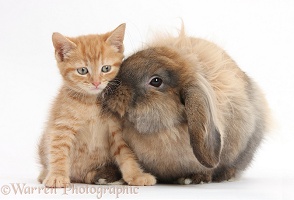 Ginger kitten and Lionhead-Lop rabbit