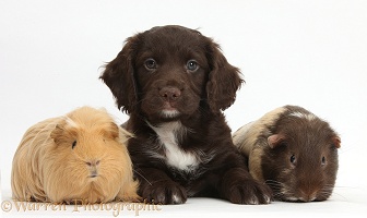 Chocolate Cocker Spaniel puppy and Guinea pigs