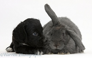 Black Cocker Spaniel puppy and blue lop rabbit