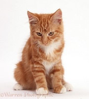 Ginger kitten sitting