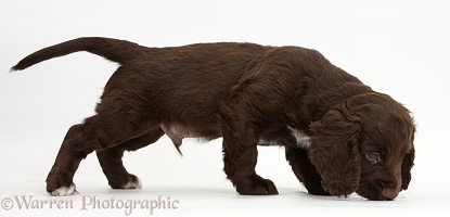 Chocolate Cocker Spaniel puppy sniffing the ground