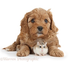 Cute Cavapoo puppy and Roborovski Hamster