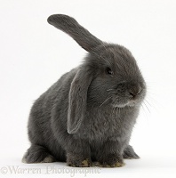 Blue-grey floppy-eared rabbit
