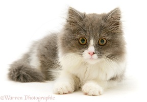 Grey-and-white kitten lying with head up