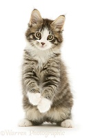 Tabby-and-white Maine Coon kitten, with raised paws