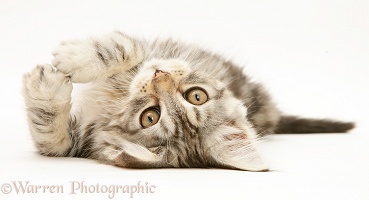 Tabby Maine Coon kitten lying on its back