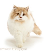 Ginger-and-white cat walking