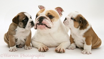 Bulldog mother and puppies