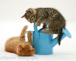 Kittens playing with a toy watering can