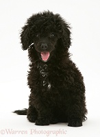 Black Miniature Poodle, sitting