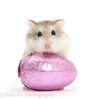 Roborovski Hamster and Easter egg